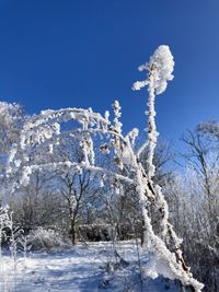 Low angle view of frozen trees against clear blue sky