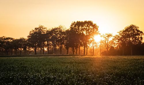 Trees on field against sky during sunset