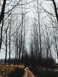 Bare trees in forest against sky