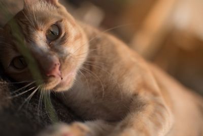 Close-up portrait of a cat