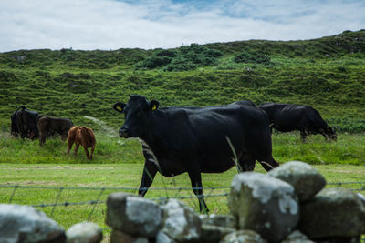 Cows grazing on field against sky