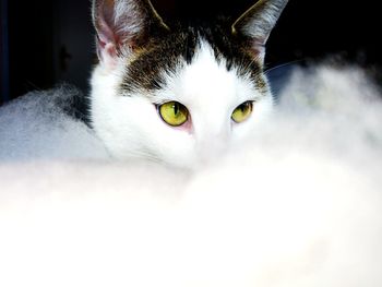 Close-up portrait of cat