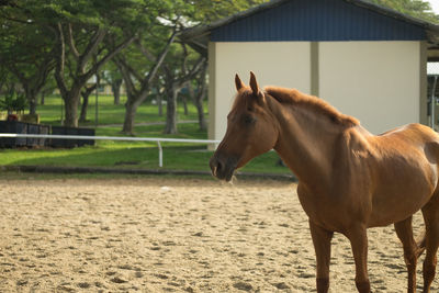 Horse on built structure against trees