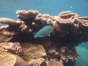 Fish swimming in sea