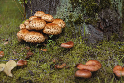 Close-up of mushrooms growing on field