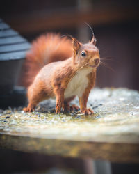 Squirrel on a table in the garden