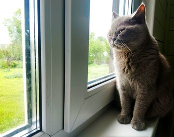 Cat looking through window at home