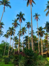 Low angle view of coconut palm trees against sky