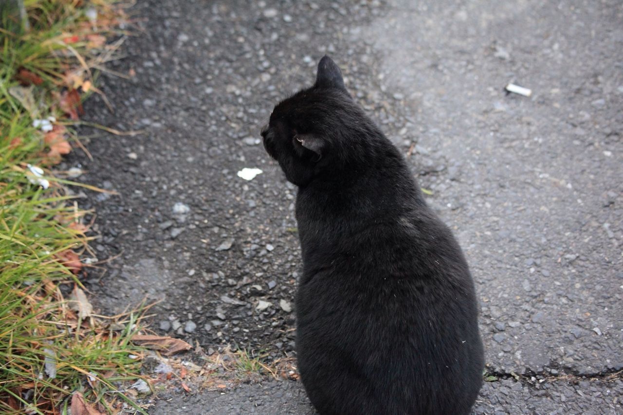 The black cat came near me.The black cat which has lacked one ear. It was eaten by the rat?⑻