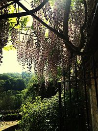 Trees growing in park