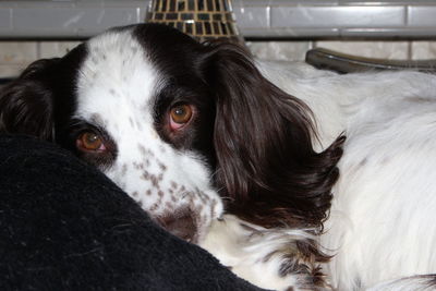 Close-up portrait of a dog