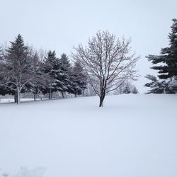 Trees on snow covered field against sky