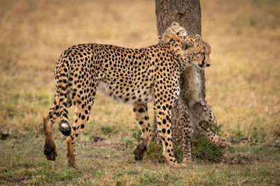 View of cheetah with cub at field