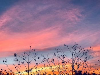 Silhouette birds against sky during sunset
