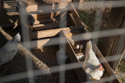 Close-up of chicken at farm