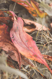 Close-up of dry maple leaves on land