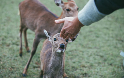 Close-up of hand feeding deer on field