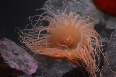 Close-up of coral in sea