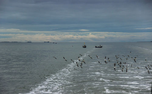 Birds flying over sea against sky