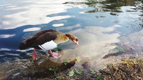 High angle view of duck foraging in lake