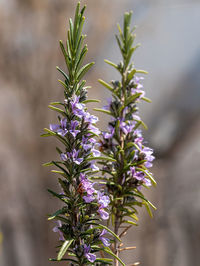 Close-up of purple flowering plant