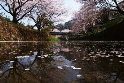 Reflection of bare trees in water