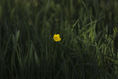 Close-up of yellow flowering plant on field