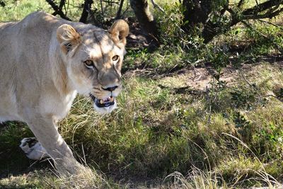 Lion on field