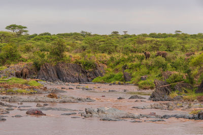 Scenic view of hippopotamus floating in a river