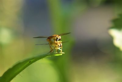 Bee sex in nature