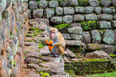 Monkey on rock against wall