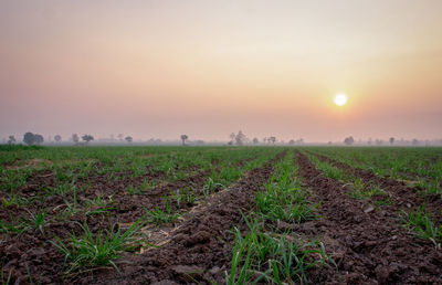 Scenic view of field against sky during sunset