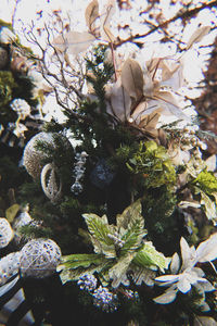 Close-up of flower tree