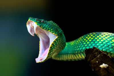 Venomous snake tropidoleamus subannulatus standing on the branch