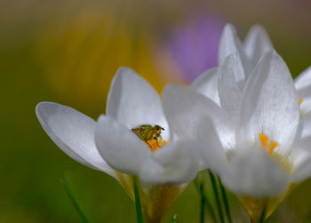 Close-up of white crocus flower
