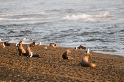 Birds on beach