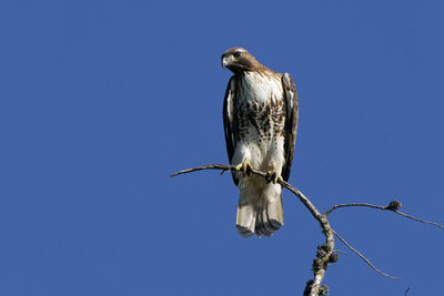 Low angle view of bird perching on branch against blue sky