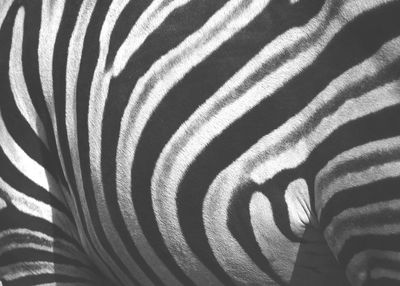 Close-up of zebra
