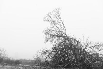 Bare tree against clear sky