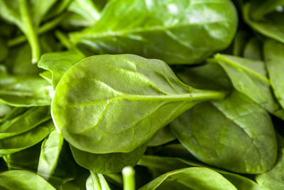 Close-up of fresh green leaves