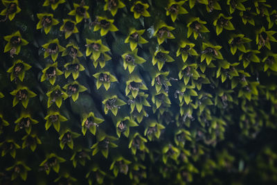 Full frame shot of green leaves