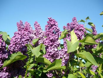 Close-up of purple flowers