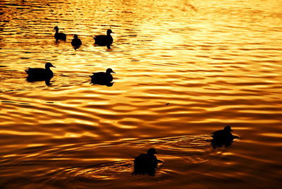 Ducks swimming in lake during sunset