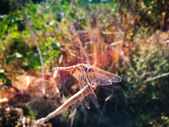 Close-up of insect on rock in the forest