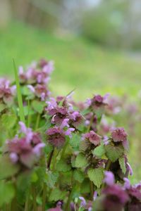 Close-up of pink flowering plant