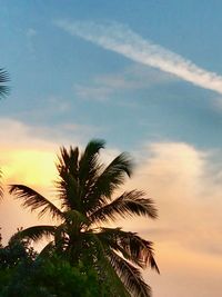 Low angle view of palm trees against sky