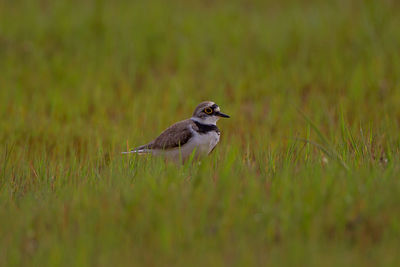 Bird on a field