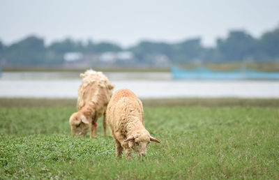 Dog running on field