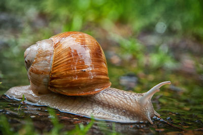 Close-up of snail