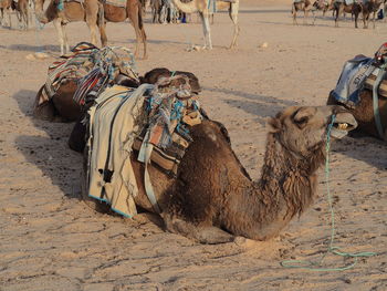 Panoramic view of a horse on sand